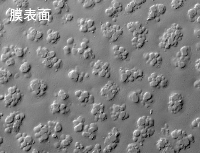 樱桃视频大全免费烧结管式膜电镜照片